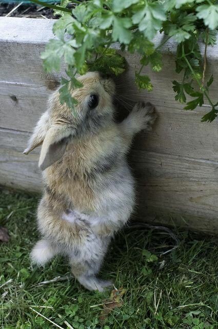 RabbitEveryHour's tweet photo. https://t.co/JAHSWuPHQX