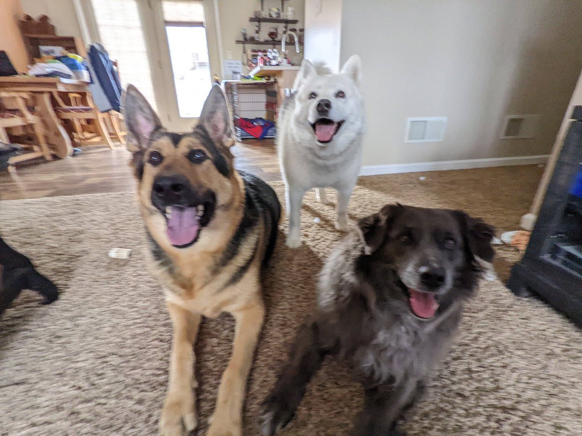 LadyLibertyInPA's tweet photo. Dis my bestest frens!!! Loki on rite &amp; Lily Bean in middle! Loki's daddy in sunnyshine state &amp; we went to play so Loki is still OK! Anypuppy out there that looks like any of us? Or just wants to book noses? I know tongues are way more prominent... 😁 https://t.co/4yjFzS7MHi