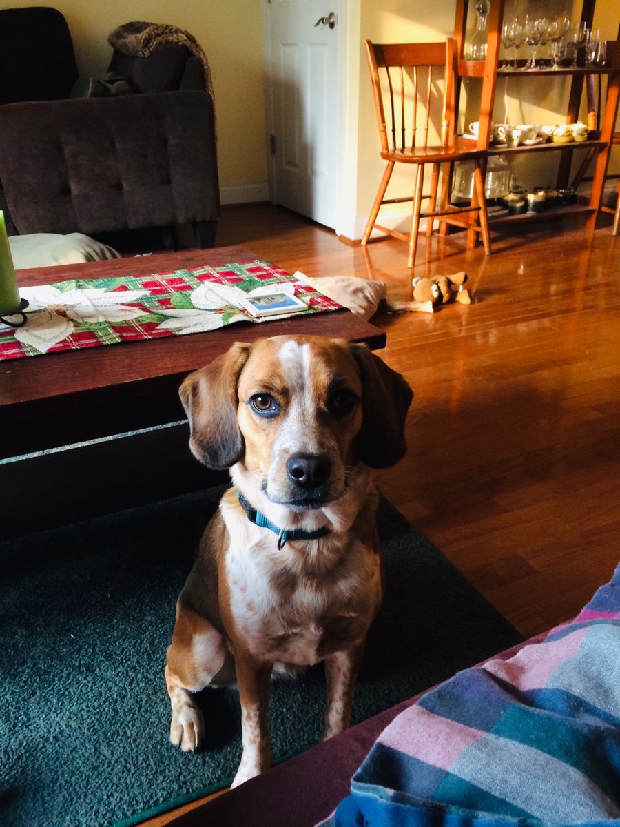 StefikDave's tweet photo. @boonbags Happy Birthday Emily from Katniss and all of us! https://t.co/3A7BPANafx