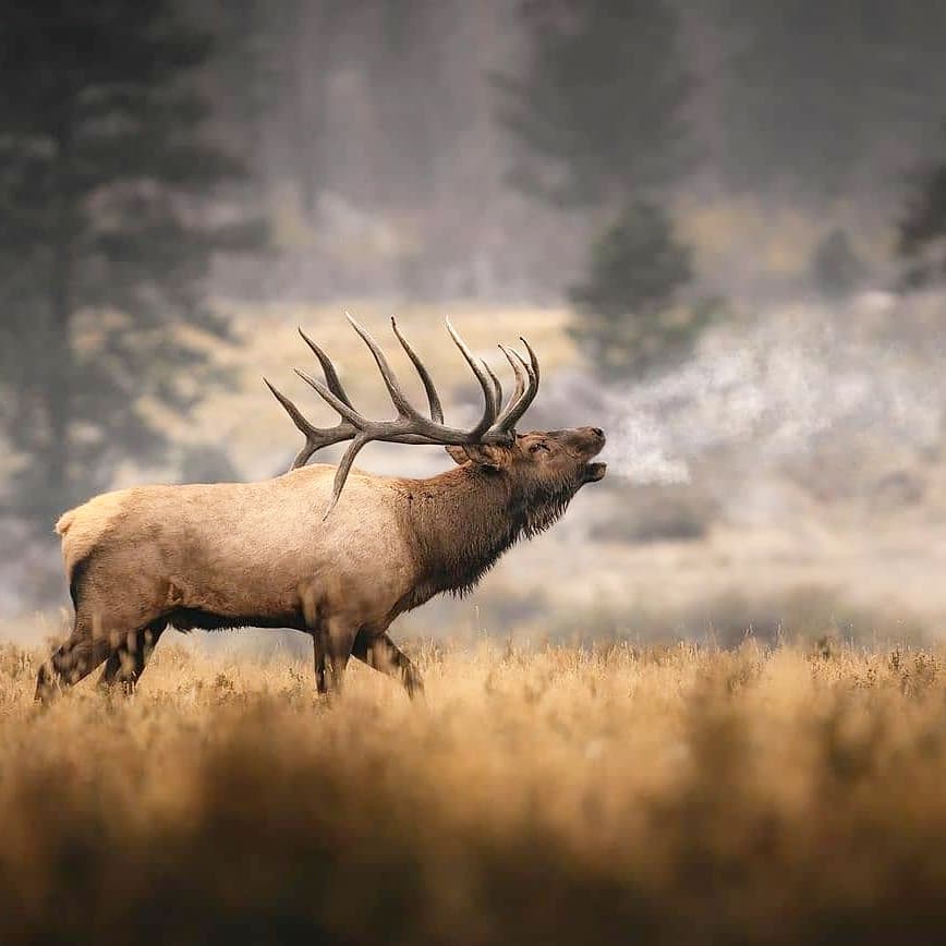Huntingworld01's tweet photo. 💕
#Hunting, #deer, #deerhunting, #deerseason, #DeerWeek
#deerhunter, #deerhunter, #elkhunting, #elk https://t.co/p1MKV1mFwp