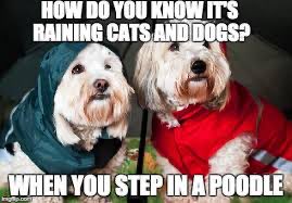 GloriousDoggos's tweet photo. Oldie but a goodie 🐶❤️🤣🤣 https://t.co/EDIGWocKoF