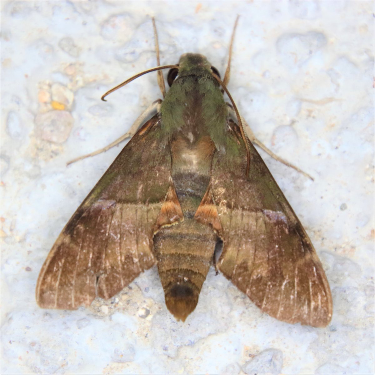 MondayMoth's tweet photo. Angonyx testacea https://t.co/BCDwFAOir0