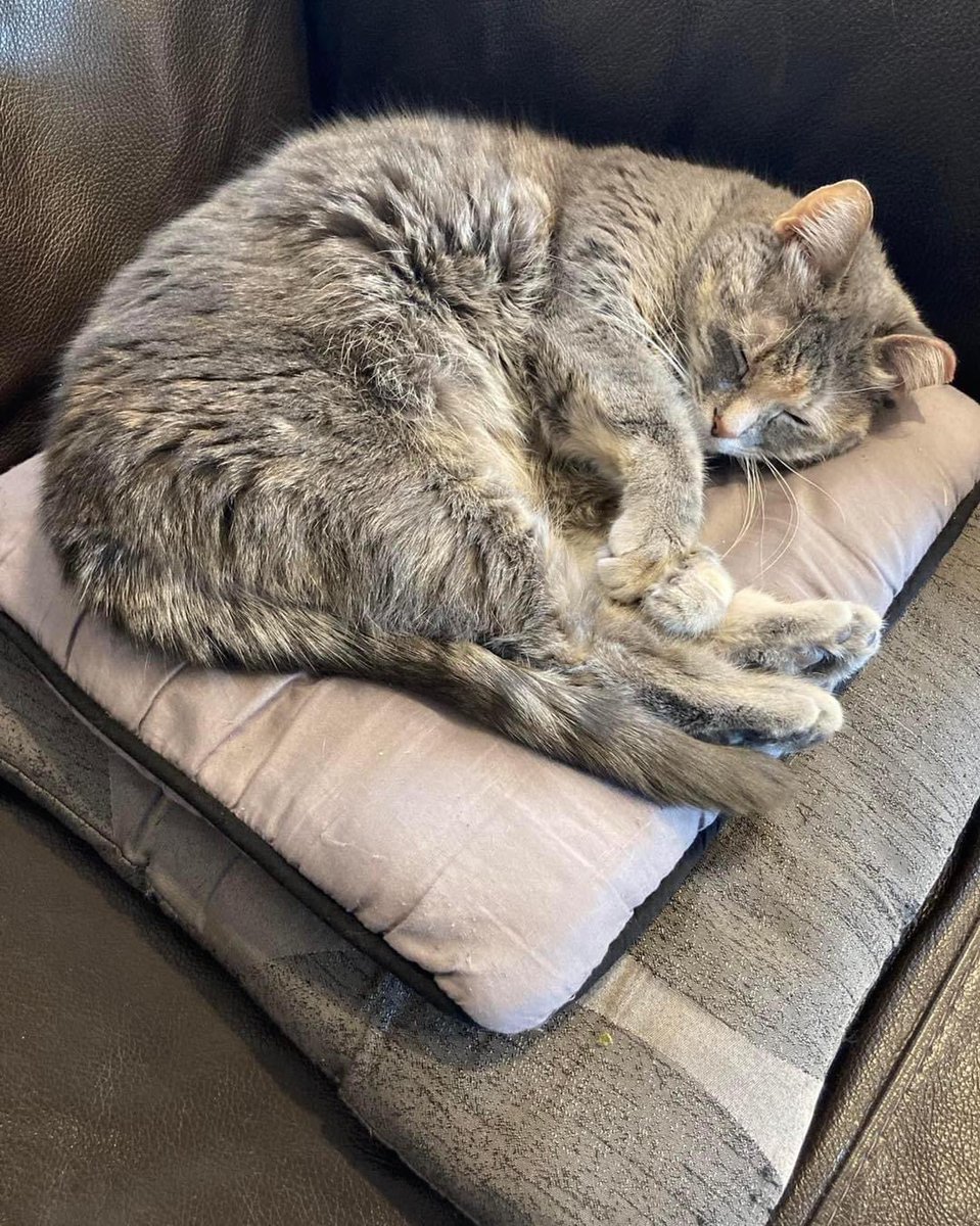 HAPPY TAILS!!!

“Friday was ‘Happy Gotcha Day’ to our beloved Mooncake.  It’s been a year since we picked you up and brought you to your furever home. We couldn’t imagine life without you! 🥰”

So cute!  Welcome home, Mooncake!!