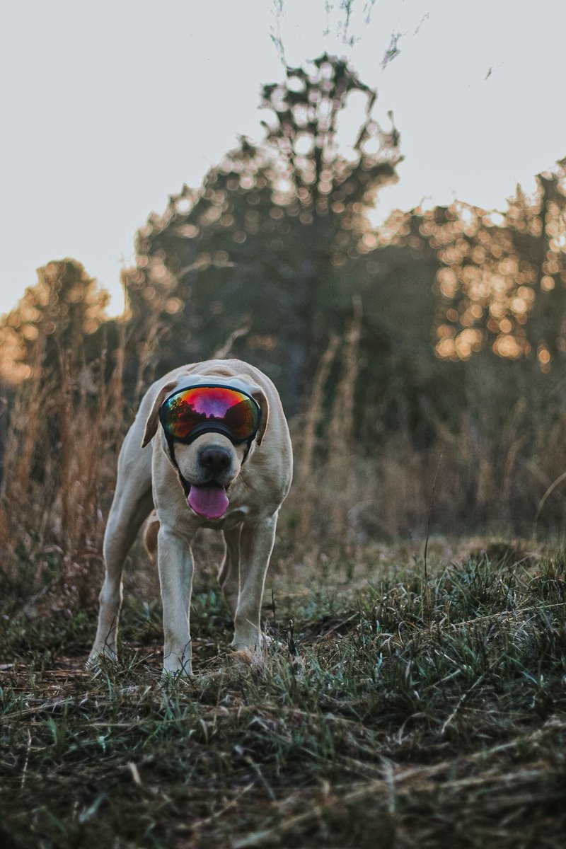 duke + emma tweet media