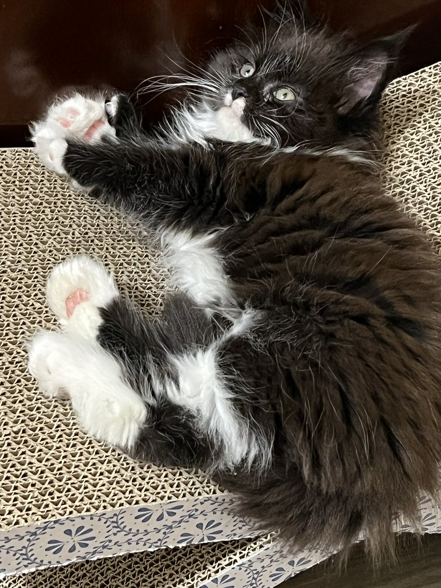 bled2him's tweet image. Keith Lee looks like the kind of guy who would appreciate a picture of my kitten