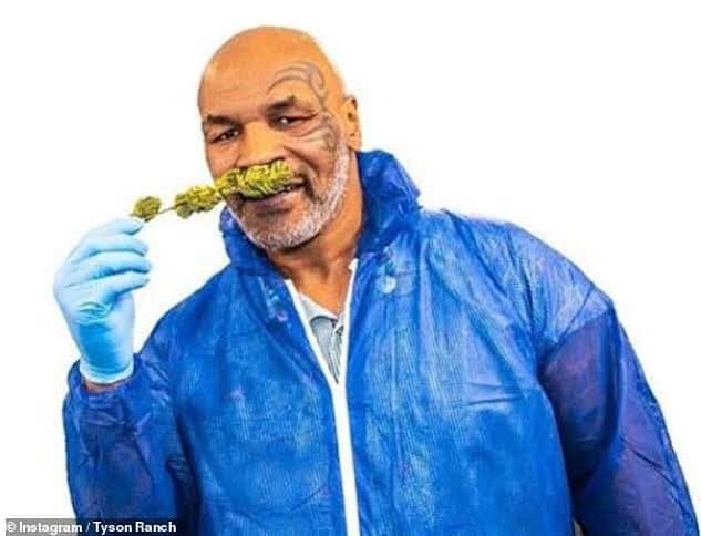 マイクタイソン 間違いなく、今まで見た中で最高のマイク・タイソンHLだね。 : r/Boxing