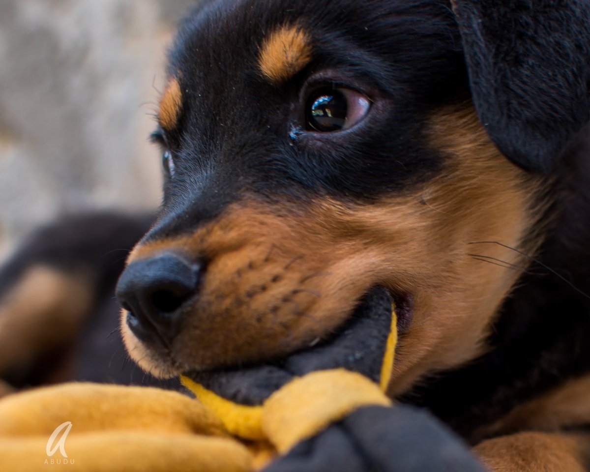 Abudu_S's tweet photo. And we embark on a journey with this friend here. Call him NAJ!! 
#Rottweiler #puppy #friend #Dog #Abudu https://t.co/tMnlI4fa31