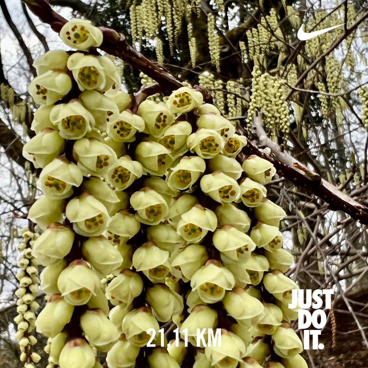 tamakoto55's tweet photo. Have a nice day ☁️&amp; nice running 👟
Today’s 🏃🏼:21.1km / Mar.Σ: 304.3km🎉
Today’s 🌸📷:MachidaCity Tokyo🇯🇵
🏃‍♂️➡️ #NRC #TATTA #run #朝ラン #ランニング #イマソラ #相原緑地 #東京造形大学 #八王子日本閣 #ライオン像 #ハーフ
🌼➡️ #花写真 #flower #nature #キブシ #木五倍子 #Stachyurus https://t.co/foRuorn92R