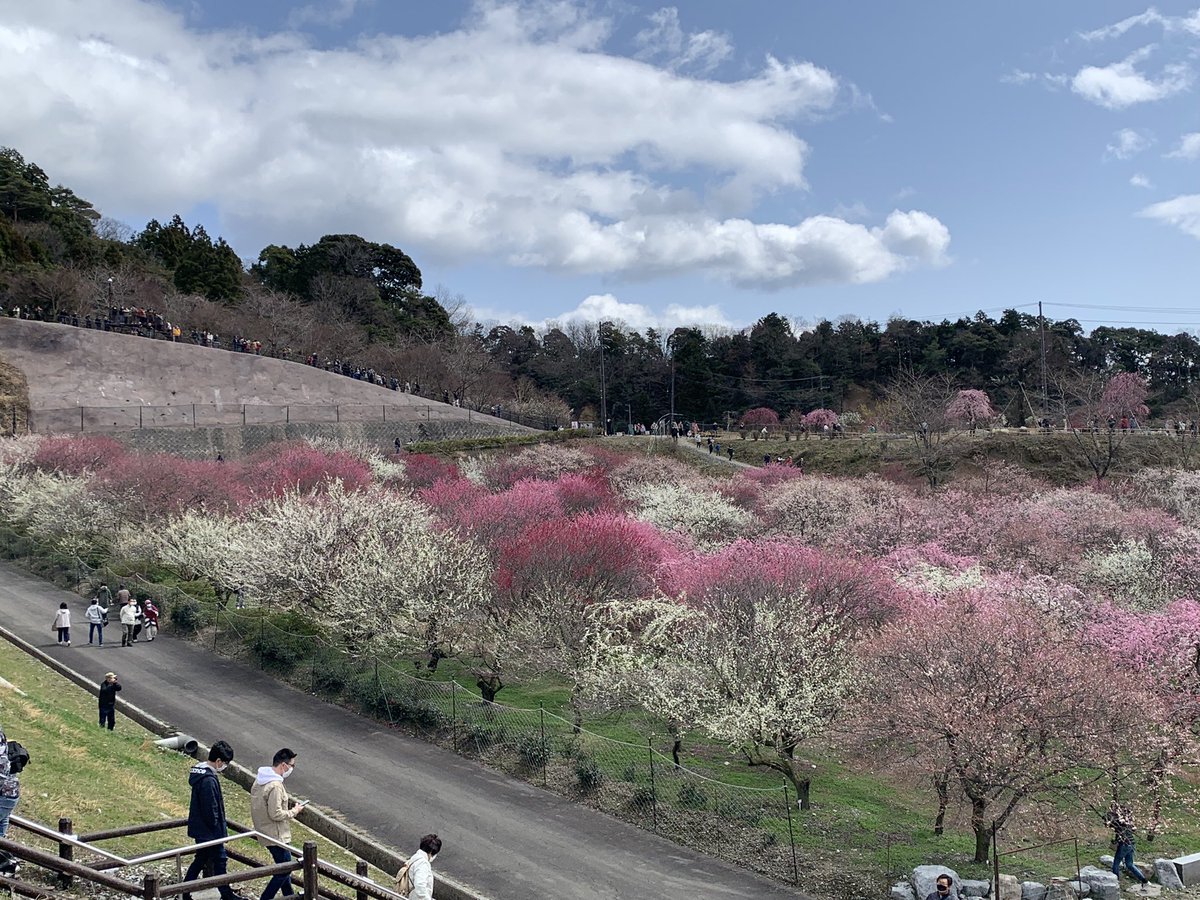 donguriQueSera's tweet photo. #ハツミヨザクラ #ウメ #サクラ
昨日の花　大津といなべ https://t.co/PHhCId8cK3