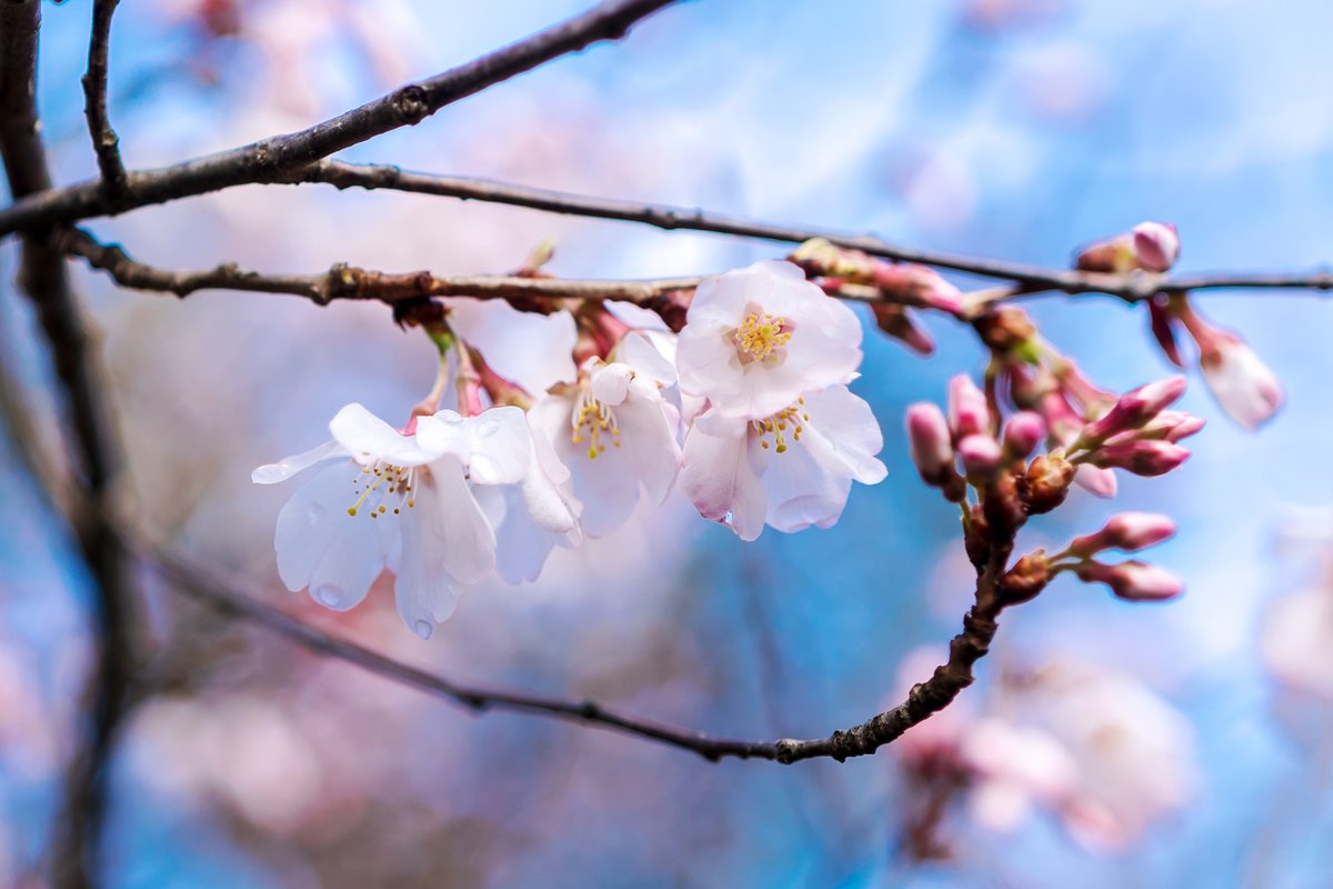 Dakiny's tweet photo. おはようございます😊
#Zeiss Batis 2/40 CFで自宅周辺の花を試し撮り📸
漠然と撮るだけで絵になるBatis 2/40 CFスゲー😮
#横浜市 #青葉区 #大場町
#花 #花が好き #花の写真 #サクラ #桜 #マメザクラ
#ツバキ #ユキヤナギ
#SONY #α7C #CarlZeiss #batis40f2cf #batis40f2
#batis40f2で切り取る世界 https://t.co/QpkwKShS2w