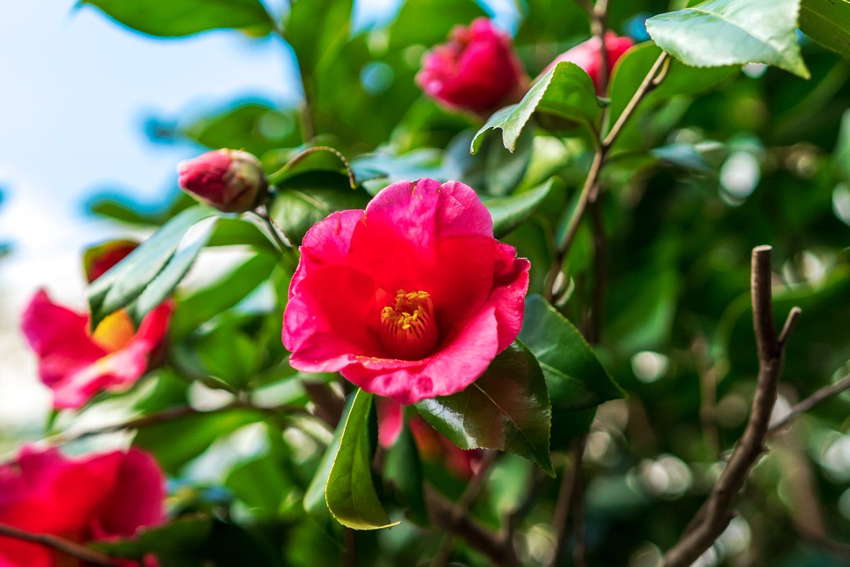 Dakiny's tweet photo. おはようございます😊
#Zeiss Batis 2/40 CFで自宅周辺の花を試し撮り📸
漠然と撮るだけで絵になるBatis 2/40 CFスゲー😮
#横浜市 #青葉区 #大場町
#花 #花が好き #花の写真 #サクラ #桜 #マメザクラ
#ツバキ #ユキヤナギ
#SONY #α7C #CarlZeiss #batis40f2cf #batis40f2
#batis40f2で切り取る世界 https://t.co/QpkwKShS2w