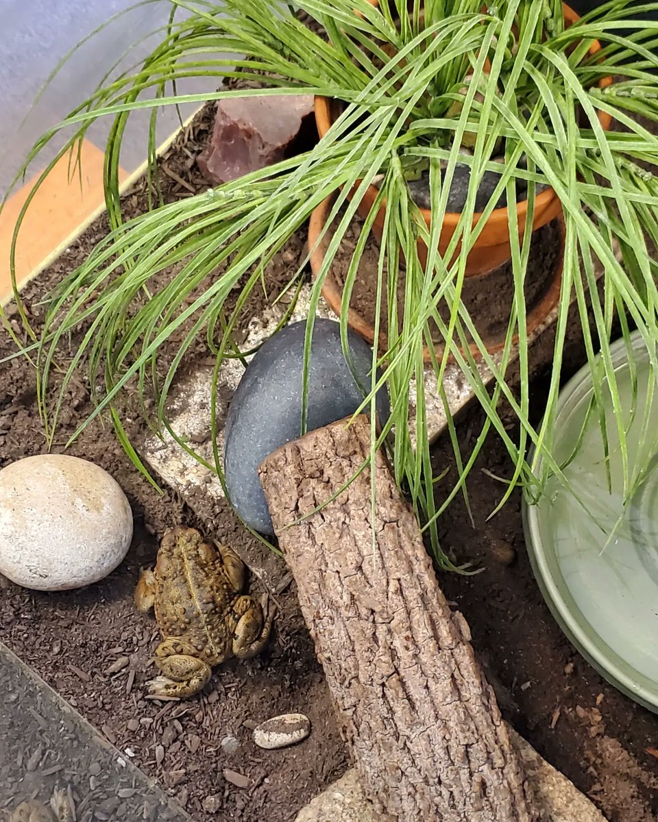 grpg's tweet photo. Happy World Frog Day from our Western toad, Rocky! Fun fact: all toads are frogs, but not all frogs are toads.
Stop by and say hi to Rocky or any of our other wonderful animal ambassadors Monday to Friday at our Visitor &amp; Education Center! 

#WorldFrogDay #Westerntoad #lovethegrp https://t.co/jS38u59jci