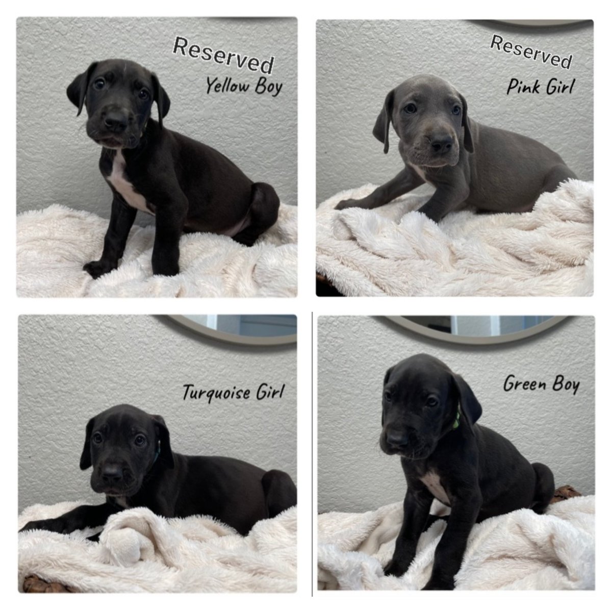 We have 5 beautiful pure breed Great Dane puppies looking for a couch to call their own.  Please DM for more info.