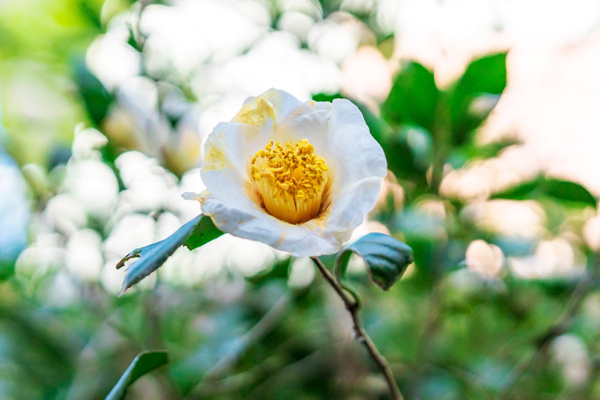 Dakiny's tweet photo. おはようございます😊
#Zeiss Batis 2/40 CFで自宅周辺の花を試し撮り📸
漠然と撮るだけで絵になるBatis 2/40 CFスゲー😮
#横浜市 #青葉区 #大場町
#花 #花が好き #花の写真 #サクラ #桜 #マメザクラ
#ツバキ #ユキヤナギ
#SONY #α7C #CarlZeiss #batis40f2cf #batis40f2
#batis40f2で切り取る世界 https://t.co/QpkwKShS2w