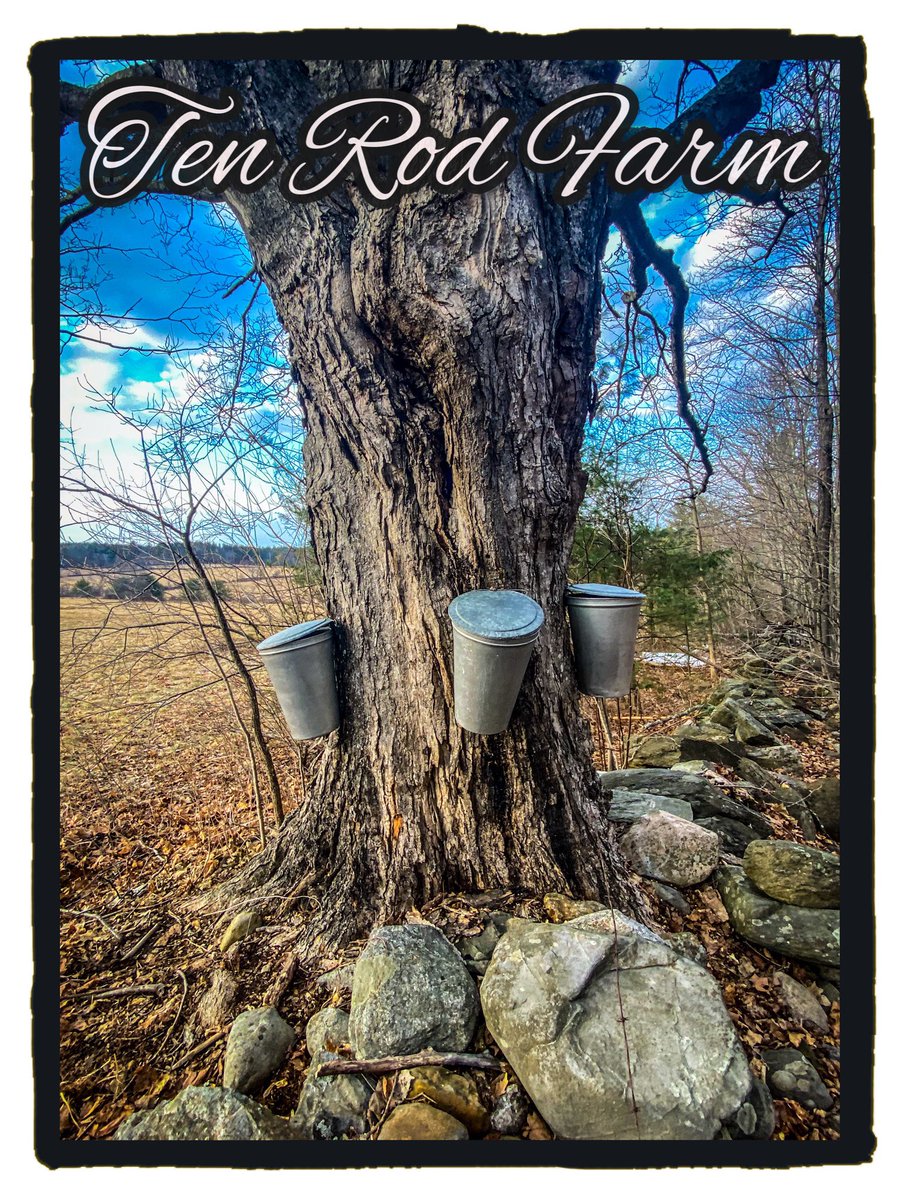 TenRodFarm's tweet image. Thanks to all that visited the farm over the weekend.  We are now available by appointment only for the remainder of the season.  Please contact us if you need anything to set up an appointment and we will update you on what is still available. 

#nhmaple