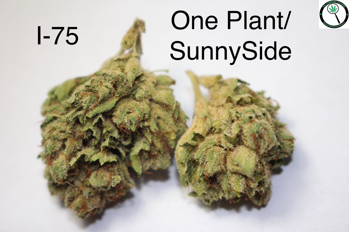 The Cannabis Column tweet media