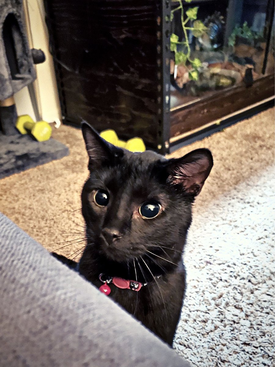 aliceinvault101's tweet photo. Dumbass mode engaged
#blackcat #huntermode https://t.co/bjf1HDt4Sl
