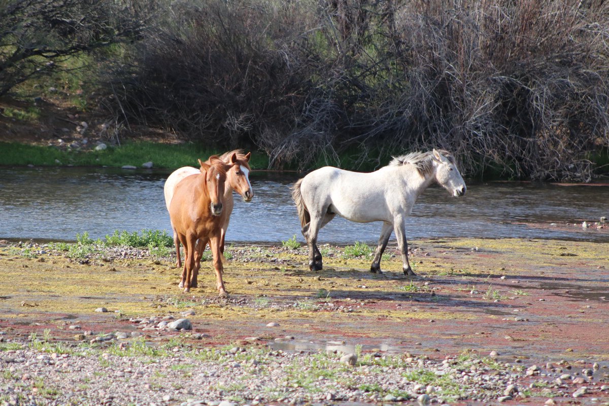 vankrvers's tweet photo. Terrific evening with our daughter who came to Arizona for a well earned Spring Break vacation from teaching in BC. We managed to get quite close to the wild horses around Salt River. https://t.co/maUX3c2ddW