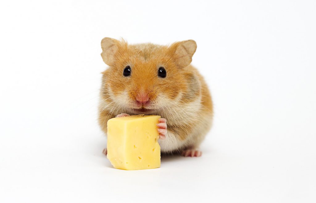 JS_Legacy's tweet photo. @KirbyCheatFurby cheesy https://t.co/1fDwGtceZe