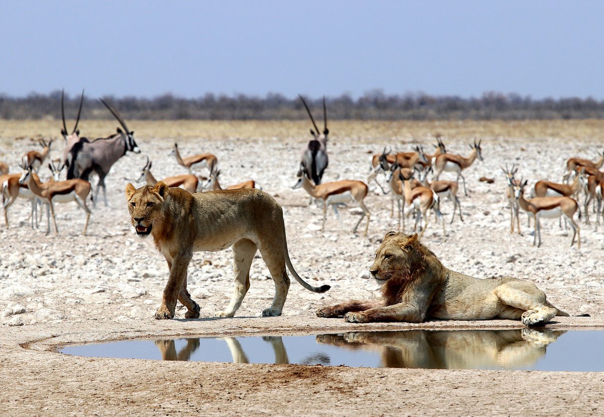 Озеро в африке 4. Нац парк Этоша Намибия. Парк Этоша в Намибии. Национальный парк Этоша в Африке. Парк Этоша в Намибии сафари.
