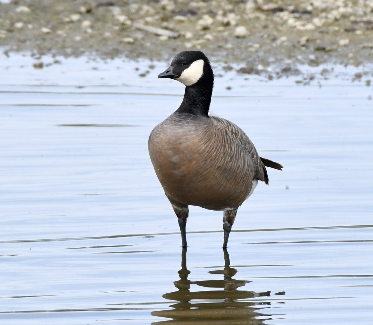 AdamDClovermist's tweet photo. #Naturetrektailormade guest experienced the wonders of geese galore in California’s Central Valley today! 5 species in spectacular numbers (Cackling and Ross’s as specialties) with 20 species of wildfowl and 101 species of bird, including the special Phainopela. @naturetrektours https://t.co/4NDBzGCmmy