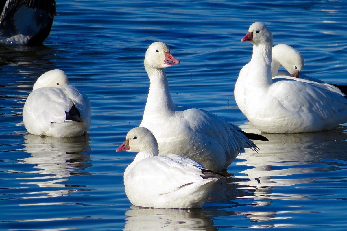 AdamDClovermist's tweet photo. #Naturetrektailormade guest experienced the wonders of geese galore in California’s Central Valley today! 5 species in spectacular numbers (Cackling and Ross’s as specialties) with 20 species of wildfowl and 101 species of bird, including the special Phainopela. @naturetrektours https://t.co/4NDBzGCmmy