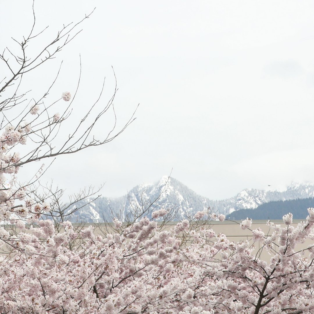 SpaUtopia's tweet photo. "Spring: A lovely reminder of how beautiful change can be."

Happy first day of Spring from this grogeous view of North Vancouver! ���🌺💮

#spautopia #spautopiabc #cherryblossoms #vancouvercherryblossoms #spring2022 https://t.co/6OOfwP3cnk