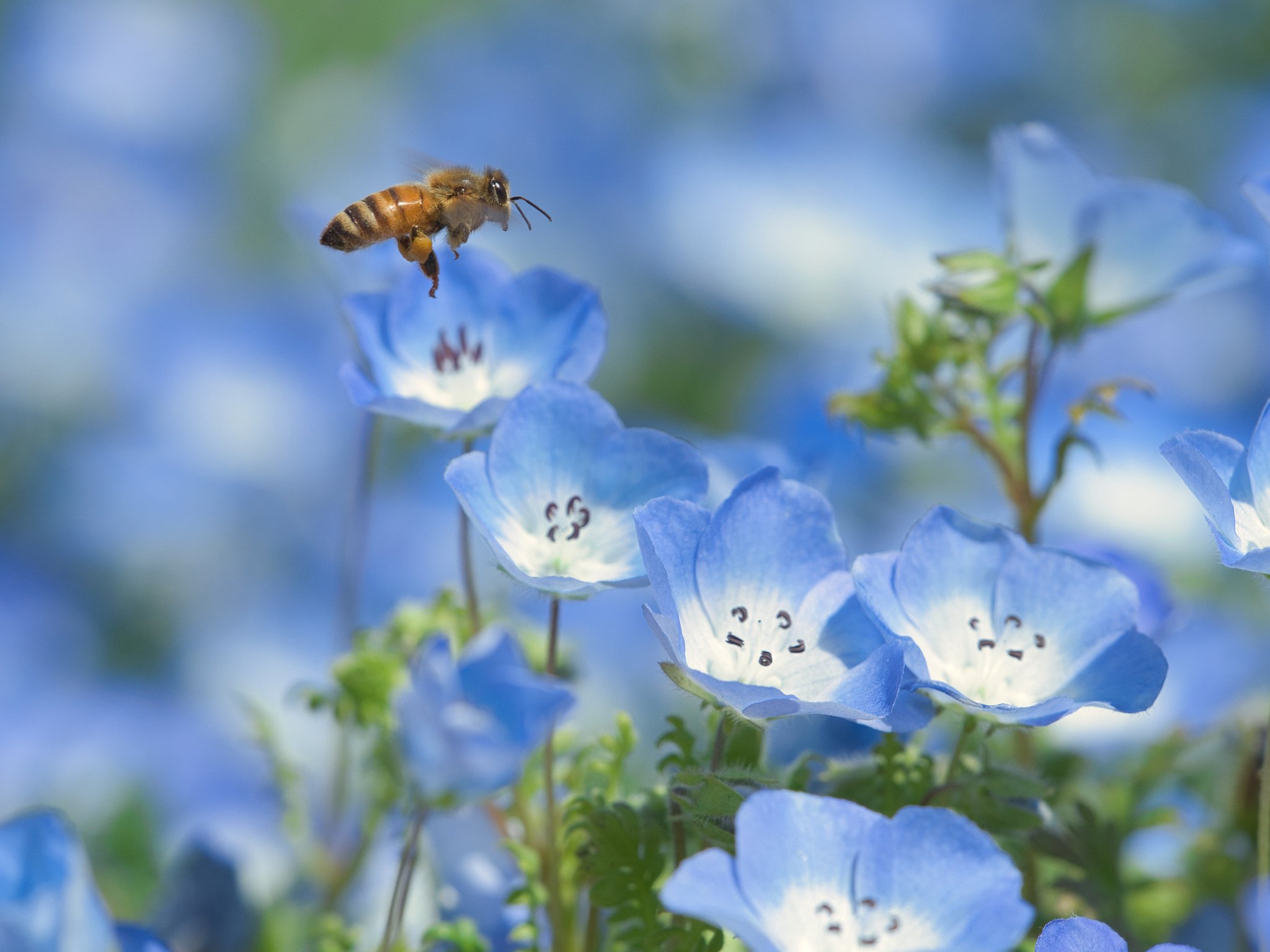 翠 空色の花 ネモフィラ ファインダー越しの世界 Tlを花でいっぱいにしよう T Co Ca2tq90dyc Twitter