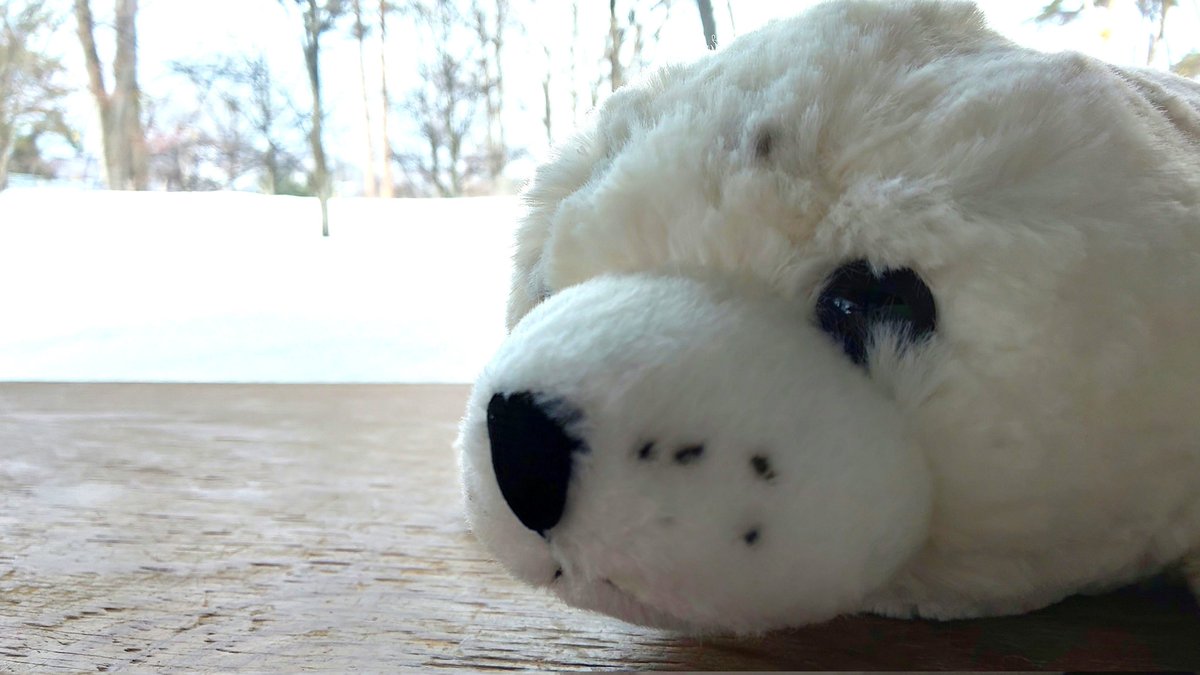 kidspromotion's tweet photo. 明日3月22日(火)は
#国際アザラシの日 !!
春分の日の今日も雪が降ったり止んだりですが、円山動物園に遊びに来ませんか?
かわいいアザラシはホッキョクグマ館のアザラシプールで見られますよ😊
1000円くじもアザラシGETのチャンスです!!
皆様のお越しをお待ちしてます⛄️ https://t.co/mfoqilzgsI