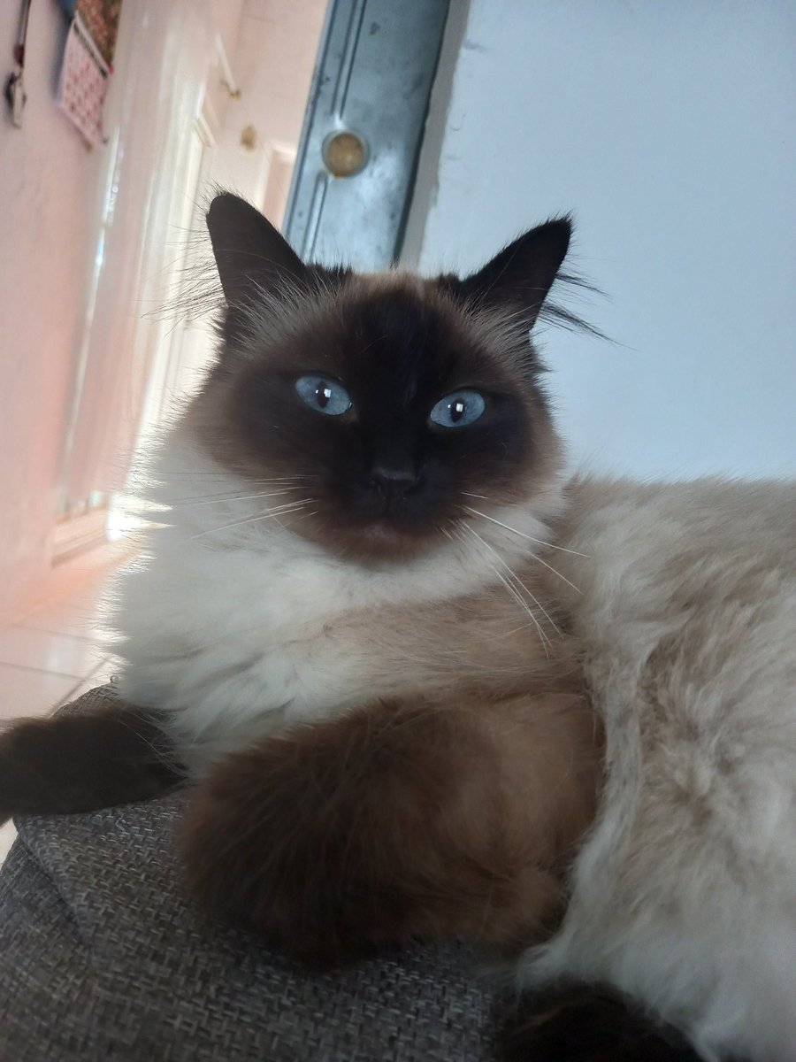 iscoru95's tweet photo. Si morir soltero y con gatos es mi destino bienvenido sea :3 https://t.co/UauAYgoTfr