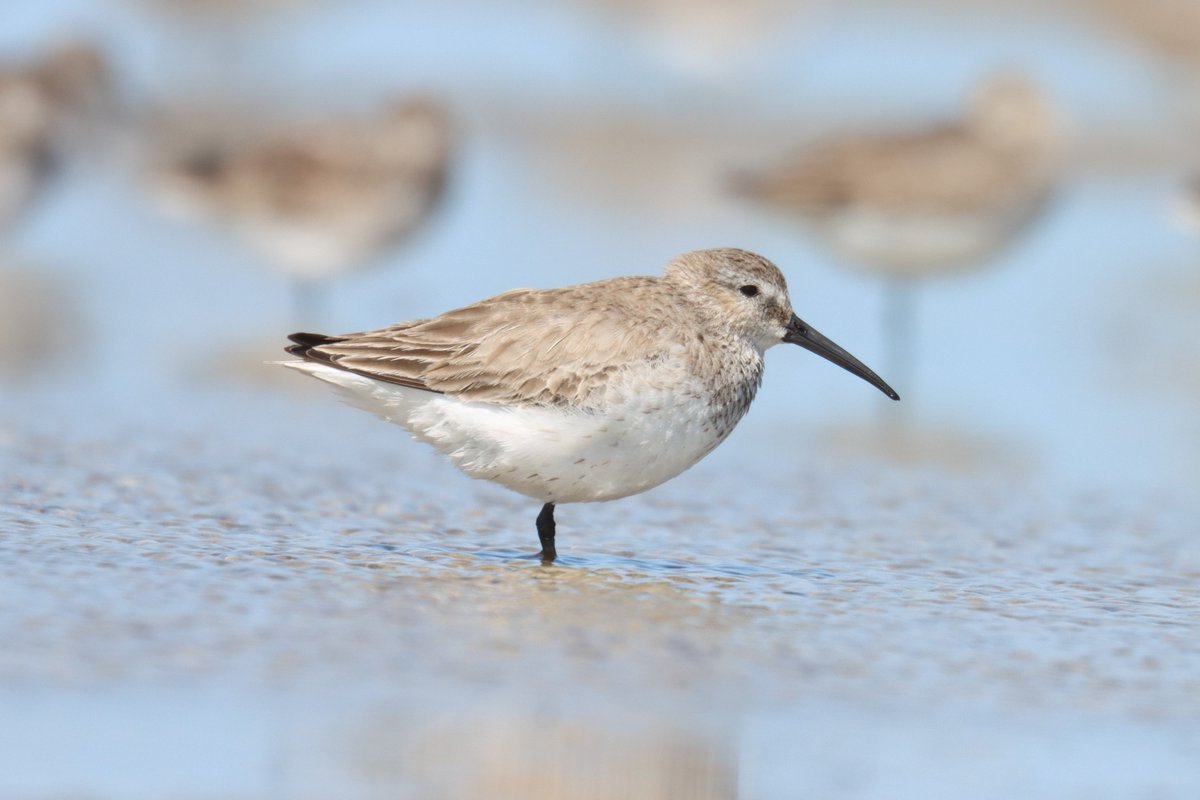 Dunlin here in south Texas are beginning to think about #migration, with many of these birds heading north to #Canada's Hudson Bay in just a few more weeks Packery Flats, Mustang Island, Texas 20 March 2022 @BaysBend @BirdsCanada #birds #birding #shorebirds #BirdsSeenIn2022