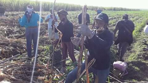 Esto fue hoy,sembrando caña en Mella, #SantiagoDeCuba xq #CubaViveYTrabaja