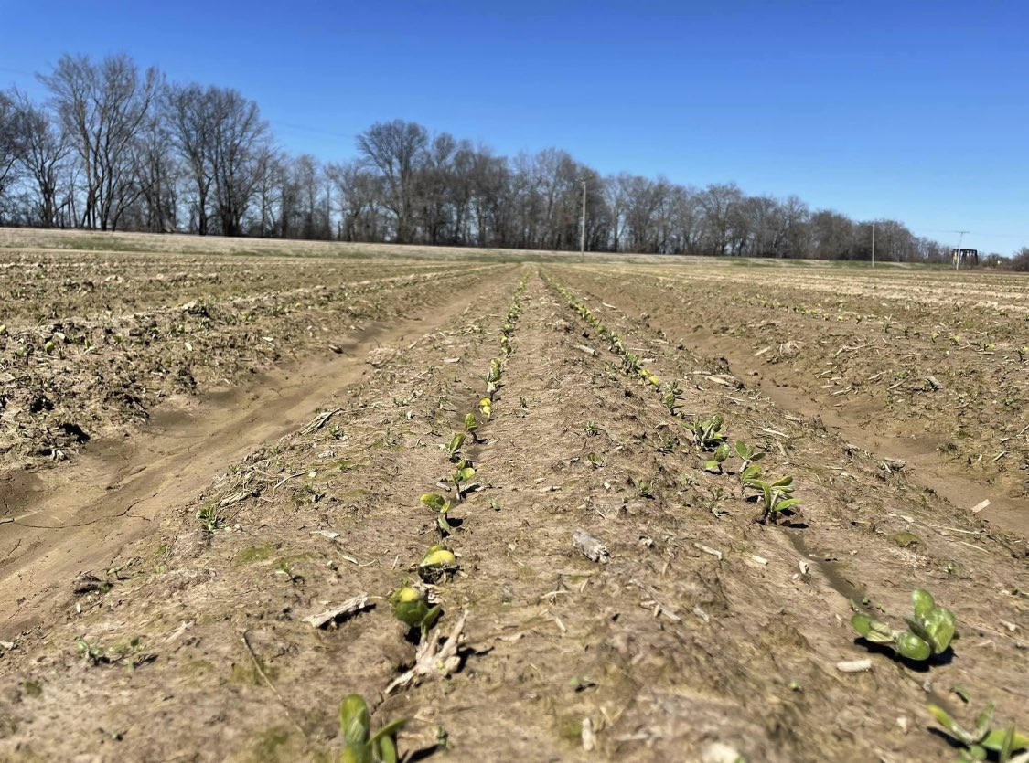 30 days after planting And these #Agrigold soybeans are a stand. <a href="/MilesFarms69/">Matt Miles</a> <a href="/laynemiles57/">Layne Miles</a> @AgriGoldSouth
