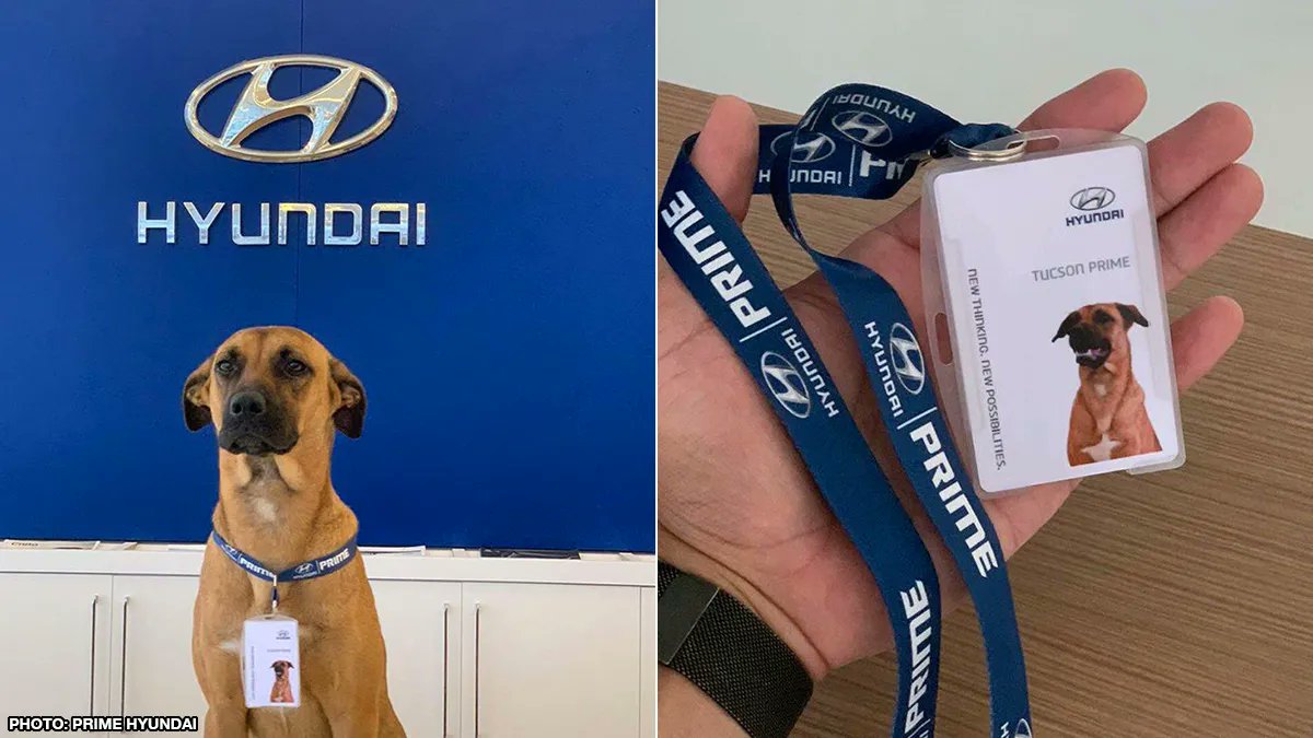 UberFacts's tweet photo. In 2020, a stray dog kept returning to a Hyundai Prime dealership in Brazil, so the staff eventually gave him a 'job' and his own employee badge

He goes by Tucson Prime, and he's a "car consultant" who gives clients and staff a little extra love https://t.co/ns7rinnOGi