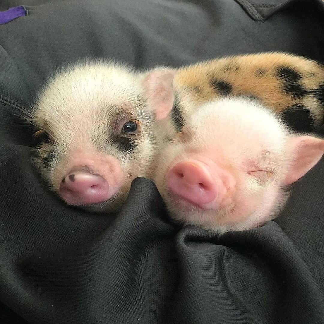 Pig's World tweet media