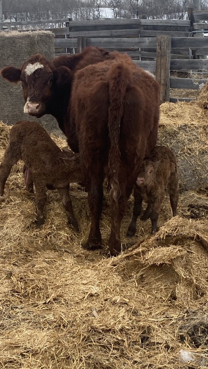 I guess we’ve officially started. Let the fun begin.#calving2022