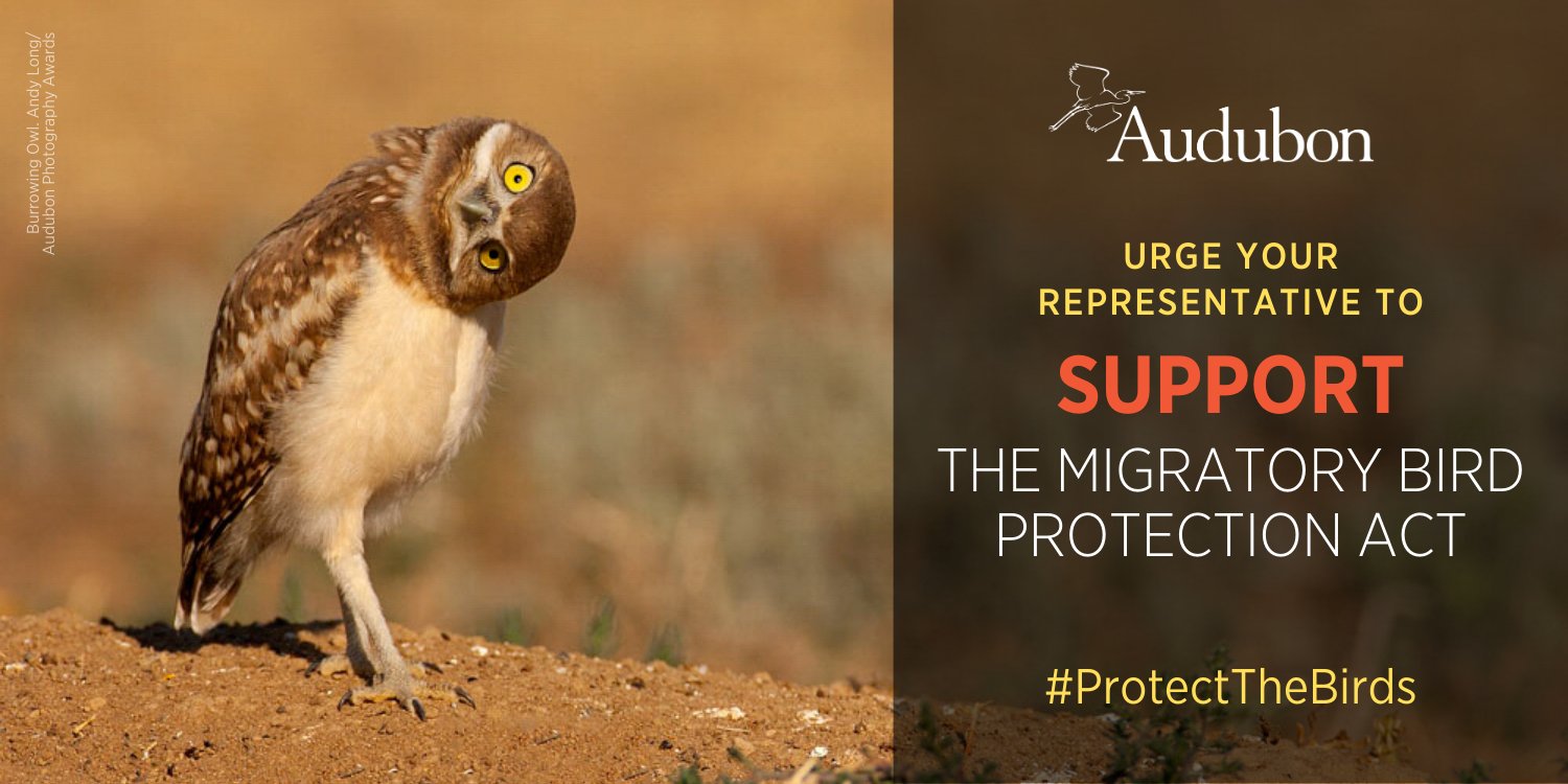 Audubon Society on Twitter "The Migratory Bird Protection Act will