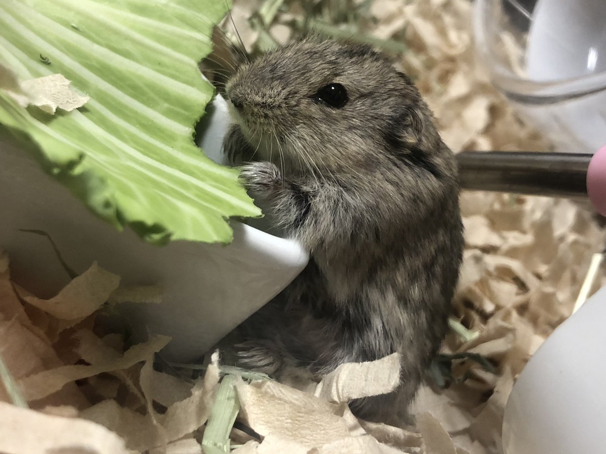 talkingcat111's tweet photo. ｵｲﾁｲ🐭
#ステップレミング ＃ハムスター ＃エキゾチックアニマル ＃小動物 https://t.co/mdh2tqz46h