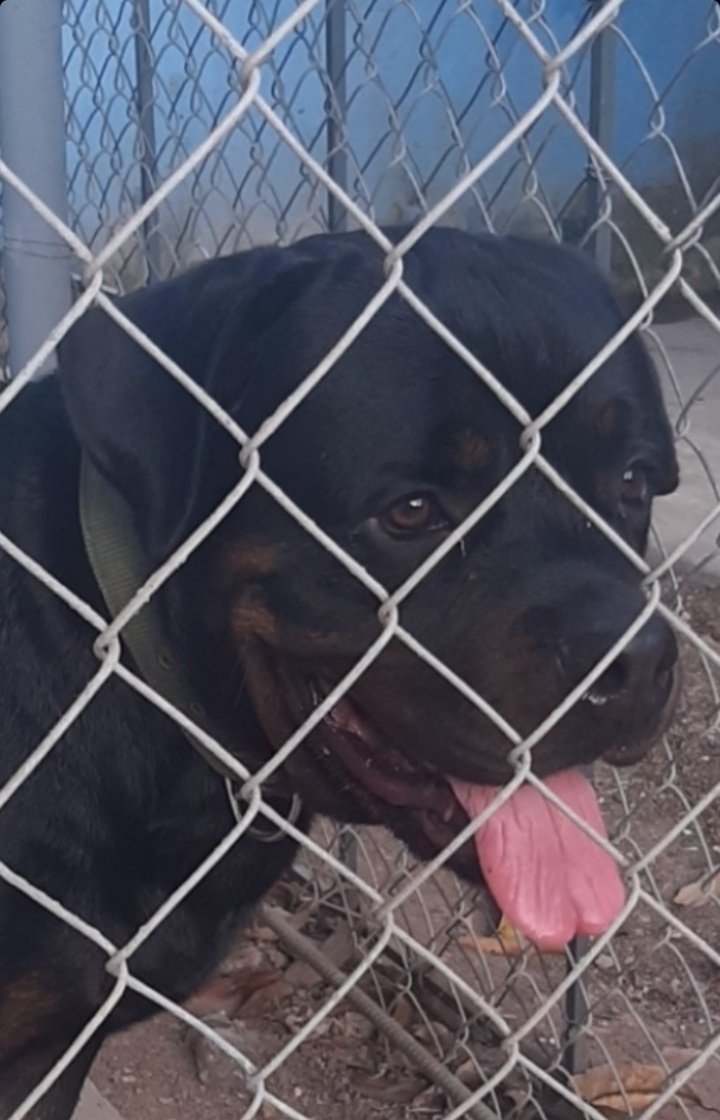 Ingenioso23's tweet photo. @raulvega12 @ProtegeryServir Perros Flojos....Voy a tener que llavarles a Maddox para que les de unas clases https://t.co/gHUjQKatIQ