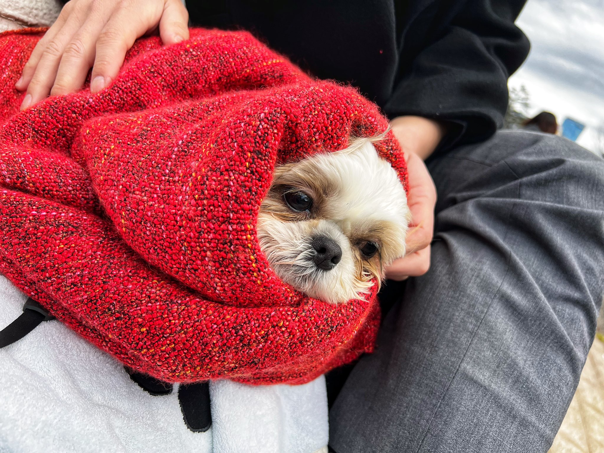 新参たらこ犬 いぬ ニコ Whatsupnico Twitter