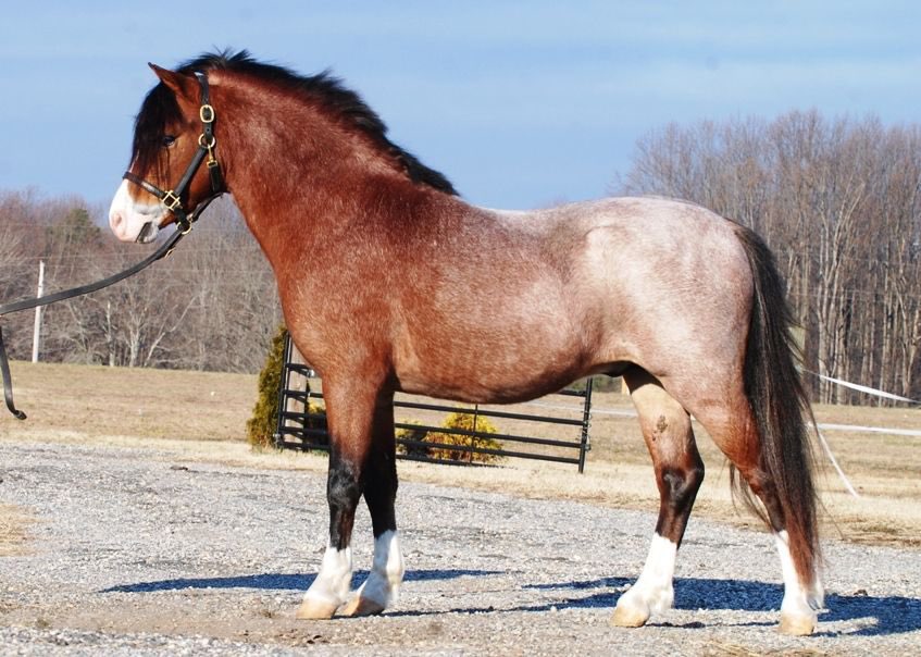 Чалые особи. Вороно чалая лошадь. Вороно чалая нокота амбарино. Аппалуза сабино. Чалые особи.
