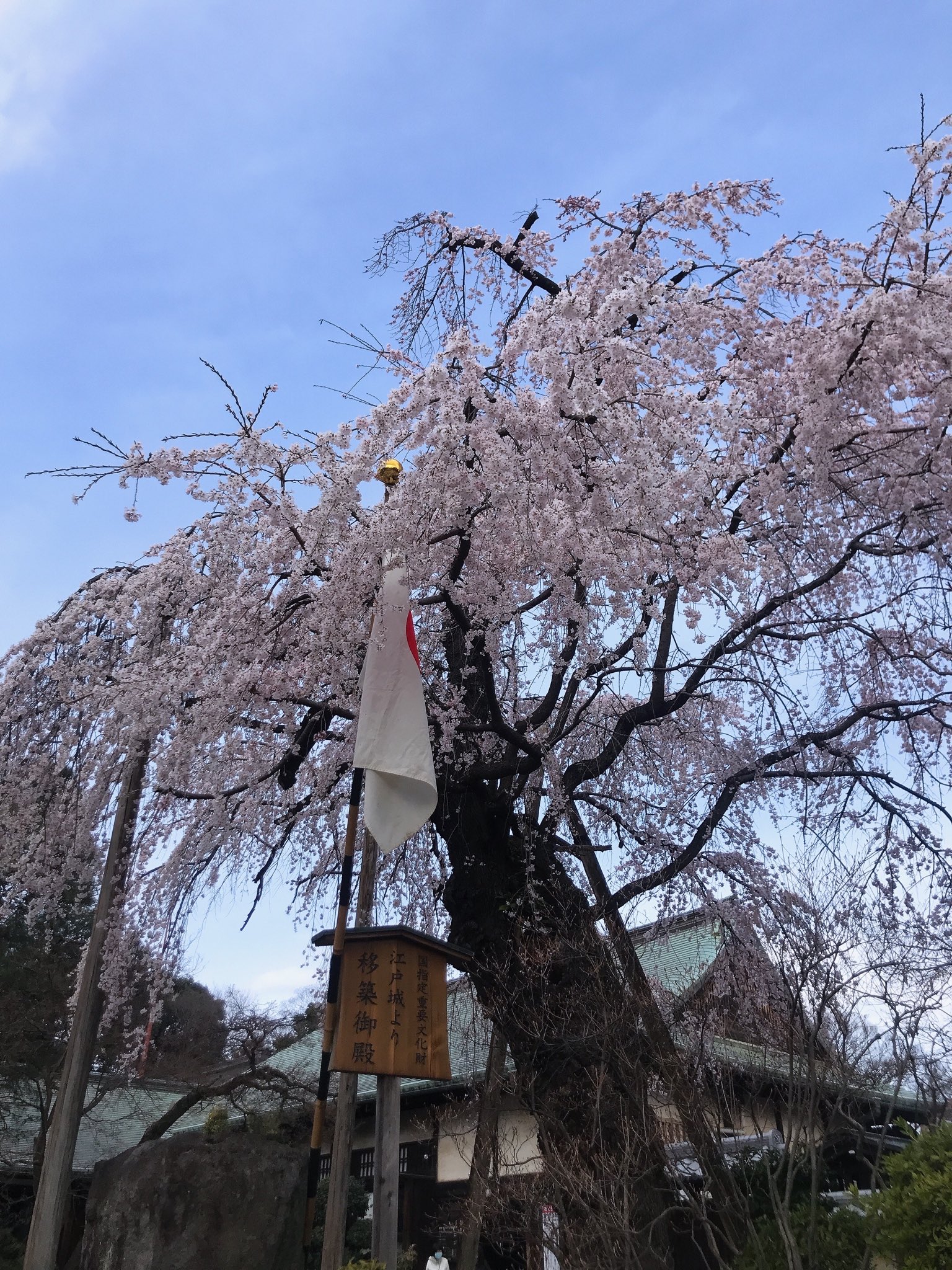 Tweets With Replies By はすのかカフェ 喜多院前 Hasunoka1 Twitter