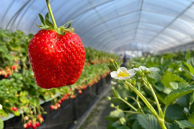 相葉いちご園 Aiba15 Twitter