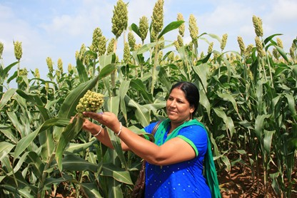 Grain Legumes and Dryland Cereals (GLDC) tweet media