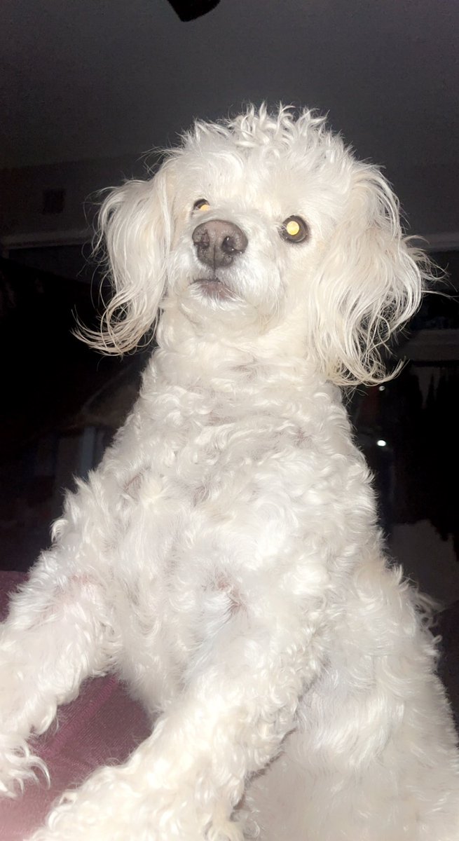 sierrasoswavey's tweet photo. Booked a room to see nurko in Tuscon April 15th!! I’m bringing my dog since he’s never been to Tuscon 🥰 @NurkoMusic #roadbuddy #soloraver https://t.co/3jsCH50sT2