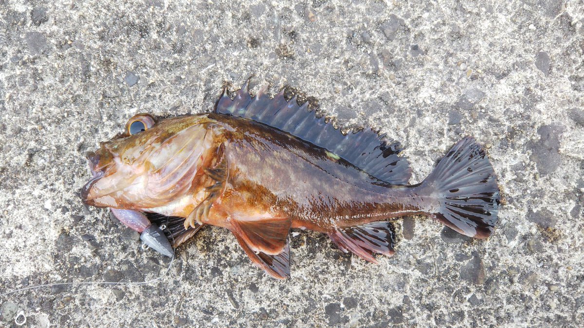 この1匹が精一杯だわ😗