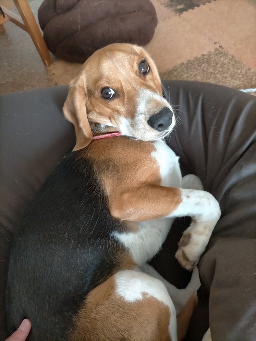 画像まとめ ユリシーズ ジャンヌ ダルクと錬金の騎士 4ページ目 アニメレーダー