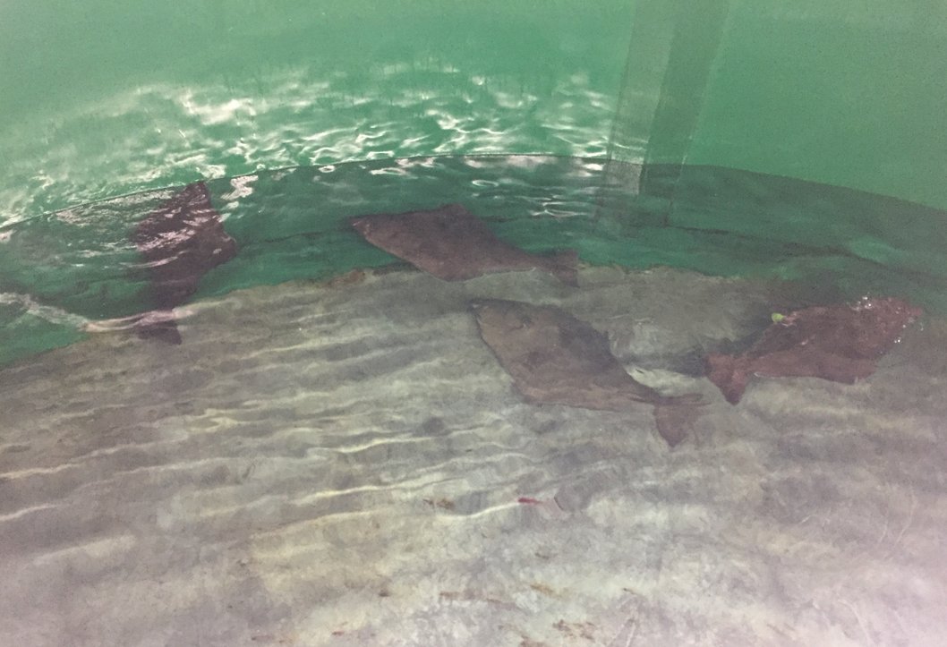 IPacuicultura's tweet photo. El proyecto #BreedFlat buscará mejorar la reproducción de 3 especies de peces planos https://t.co/mcKAdJZBvN 
Lo hará a través de la alimentación en especies como son el lenguado, rodaballo y halibut https://t.co/3EglbPNekA