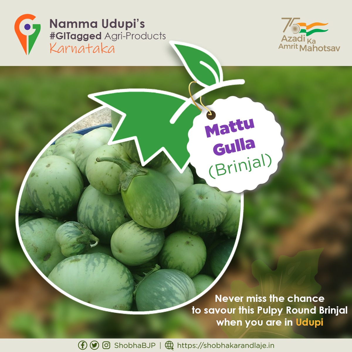 ShobhaBJP's tweet photo. #MattuGulla, a rare variety of brinjal relished for its distinctive flavour, is grown in Mattu, Kaipunjal &amp; Uliyargoli villages of Udupi.

This #GITagged brinjal has a sacred association with Udupi Sri Krishna Matha.

Dish prepared with it is served to devotees in #UdupiParyaya. https://t.co/2hdGDqo15q
