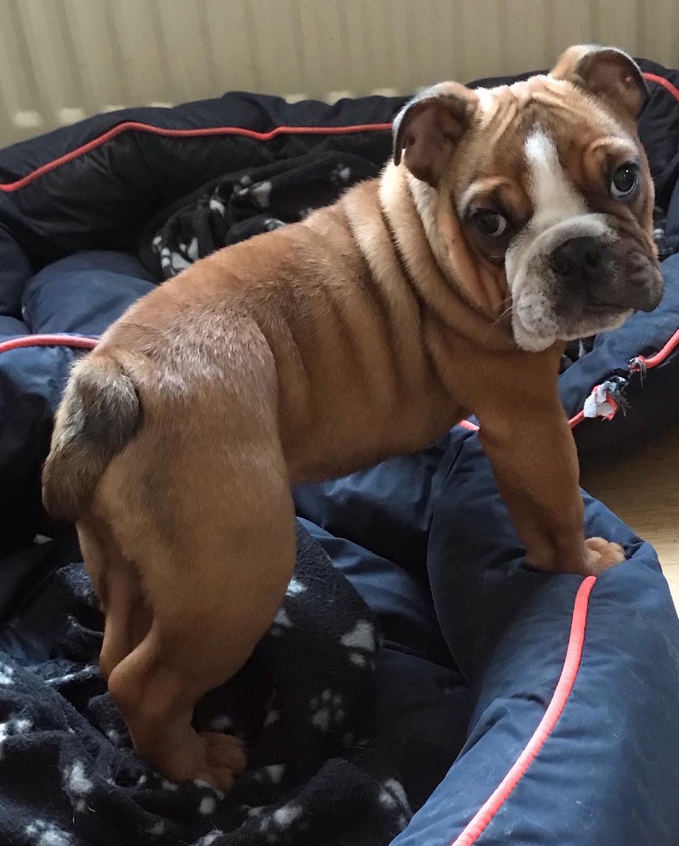 RavensRescueUK's tweet photo. No I don’t know who stole your slipper momma it actually followed me on it’s own so I’ll stick my tongue out wiggle my bum and walk away 😂😂😂😂
Ok Timber lol
#cleftypup
#handrear https://t.co/DncC4aAy3k